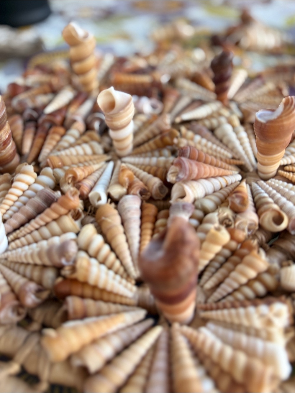 50 Med-Large Screw Spiral Seashells Bulk Shells Lot DIY Crafting Crafts Bundle